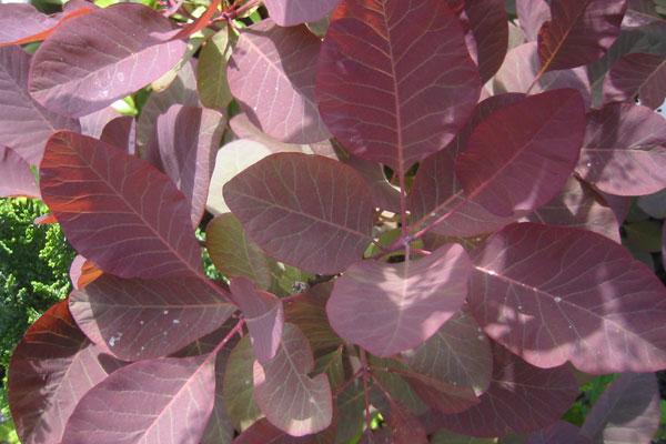Grace Smokebush