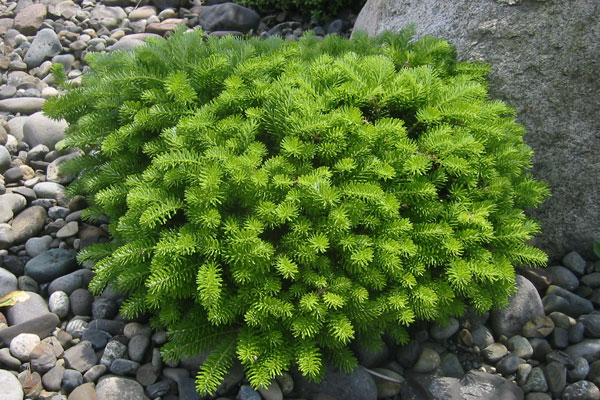 Green Carpet Korean Fir