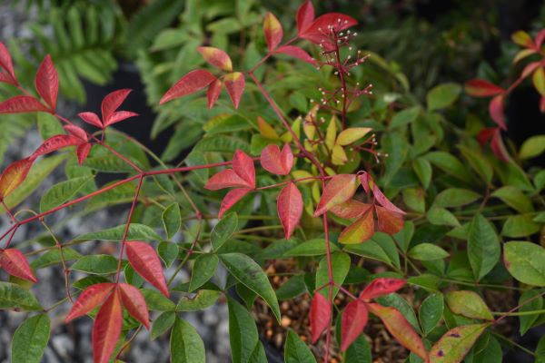 Harbour Dwarf Nandina