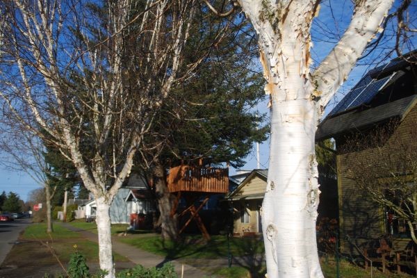 Himalayan Whitebark Birch