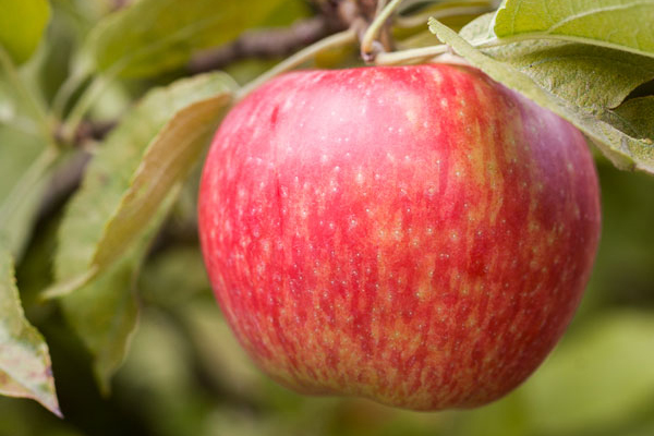 Honeycrisp Apples