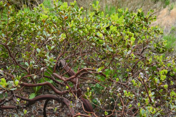 Hybrid Manzanita