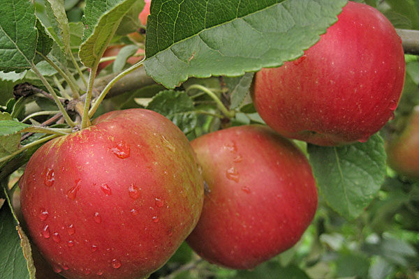 Idared Apple Tree