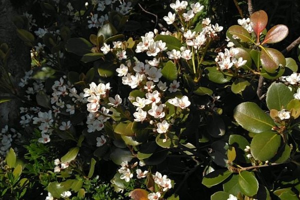 Indian Hawthorn