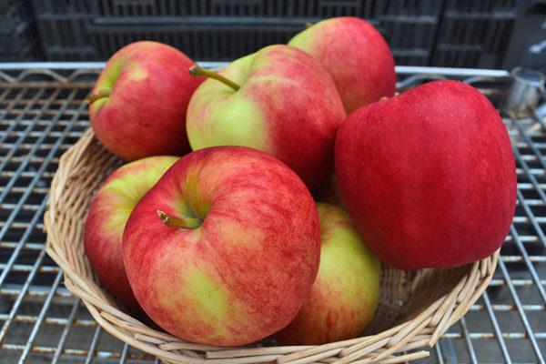 Initial® Apple Tree