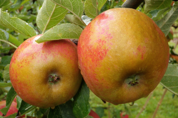 Cosmic Crisp® Apple Tree  Cloud Mountain Farm Center & Nursery