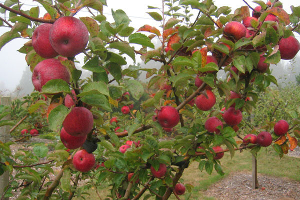 Honeycrisp Apple Tree  Cloud Mountain Farm Center & Nursery