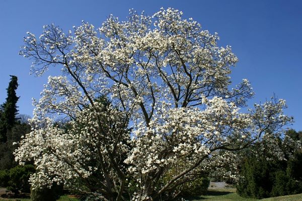 Kobus Magnolia