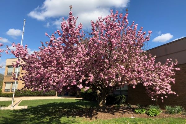Kwanzan Flowering Cherry