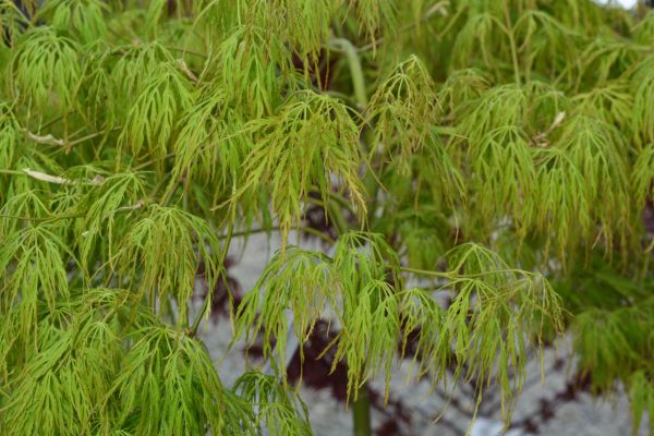 Lemon Lime Lace Laceleaf Maple