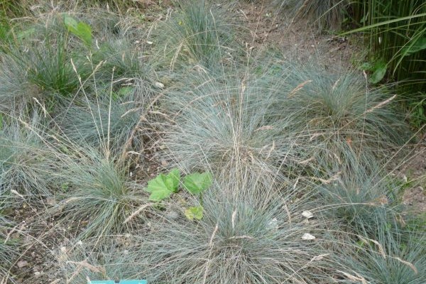 Lil' Chill Blue Fescue