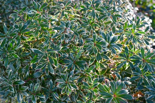 Little Heath Pieris