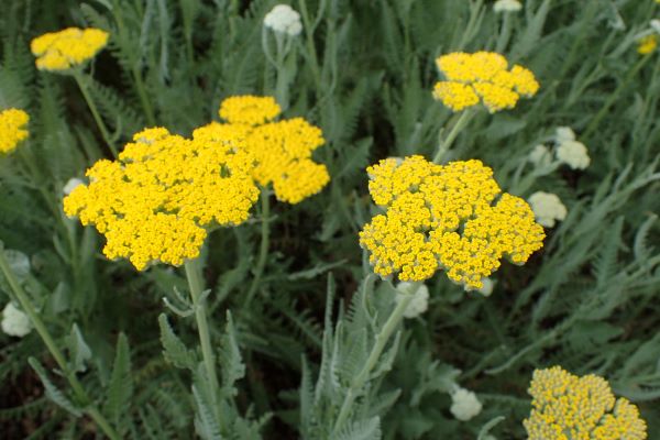 Little Moonshine Yarrow
