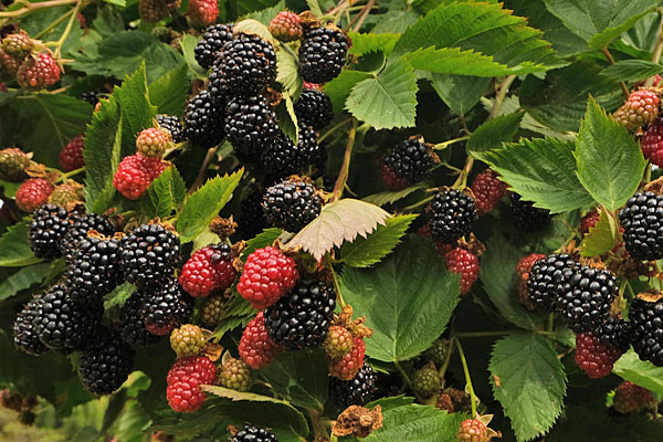 Loch Ness Blkberry(Thornless)