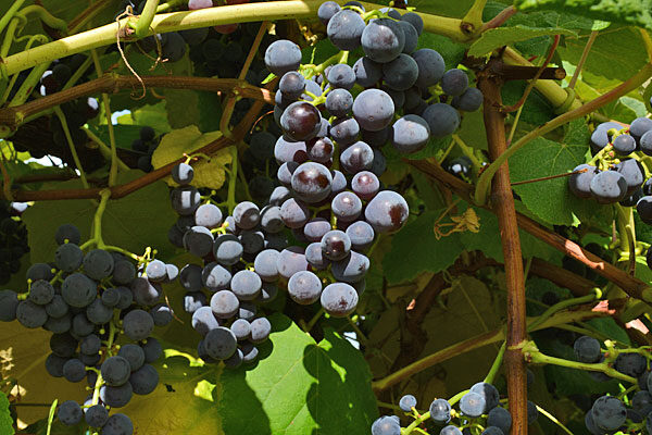 Mars Table Grapevine