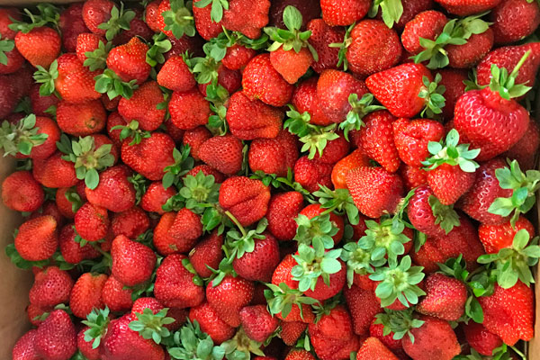 Mary's Peak Strawberry