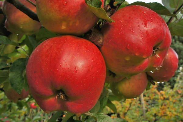 Honeycrisp Apple Tree  Cloud Mountain Farm Center & Nursery