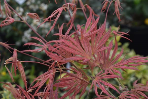 Mikazuki Japanese Maple