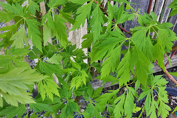 Monroe Vine Maple