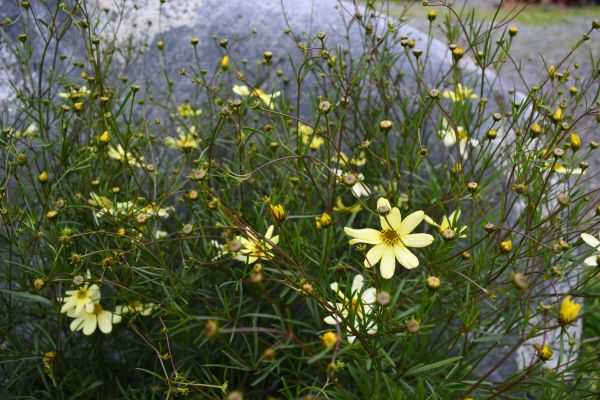 Moonbeam Coreopsis
