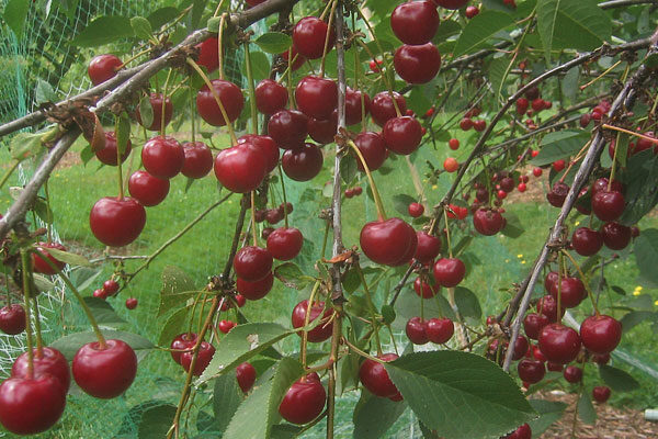 Morello Tart Cherry