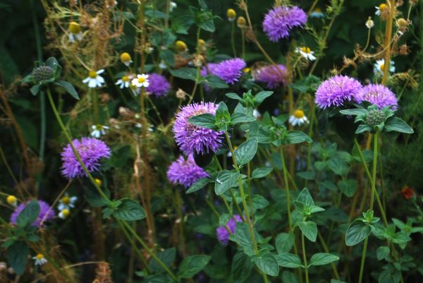 Mountain Coyote Mint