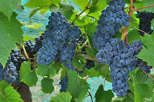 Muscat grape on sale vines