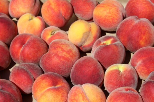 Nanaimo™ Peach