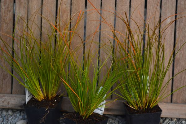 New Zealand Orange Sedge