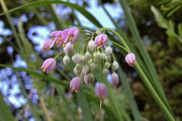 Nodding Onion