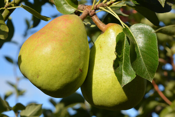 Orcas European Pear