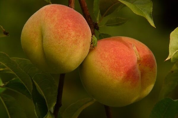 Oregon Curl Free Peach