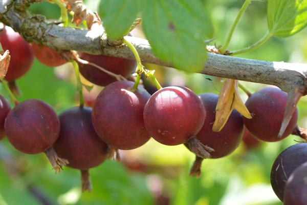 Orus-8 Gooseberry