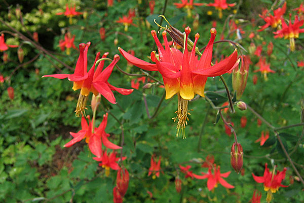 Pacific Red Columbine