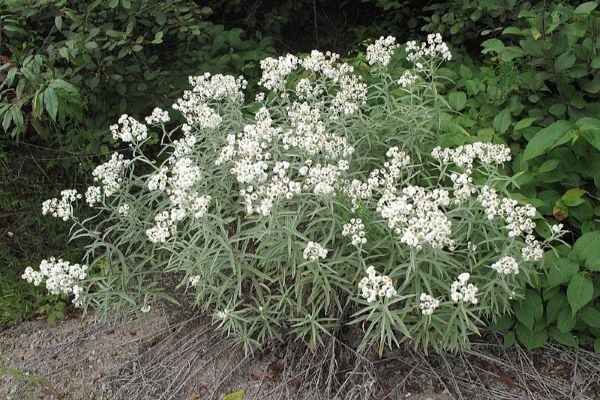 Pearly Everlasting