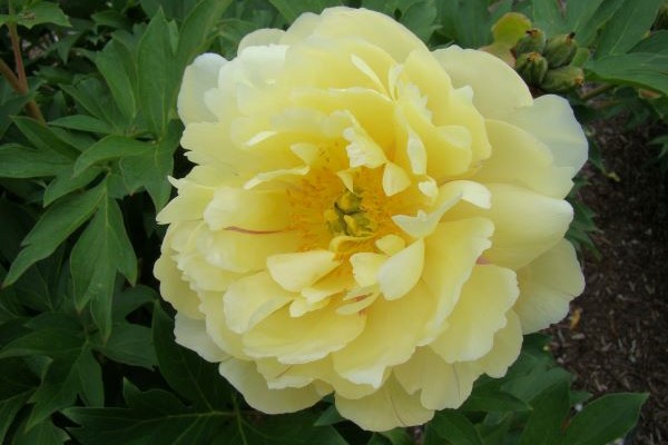 Pineapple Fizz™ Itoh Peony