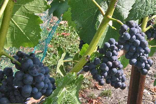 Pinot Noir Precoce Wine Grapevine