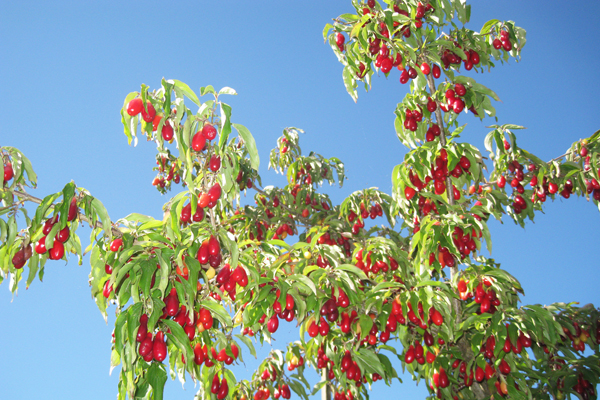 Pioneer Cornelian Cherry