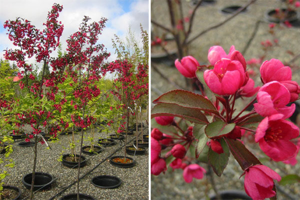 Prairiefire Flowering Crabapple