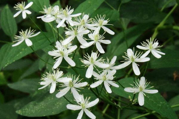 Purple Bush Clematis