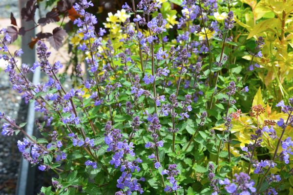Purrsian Blue Catmint