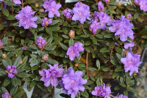 Ramapo Rhododendron