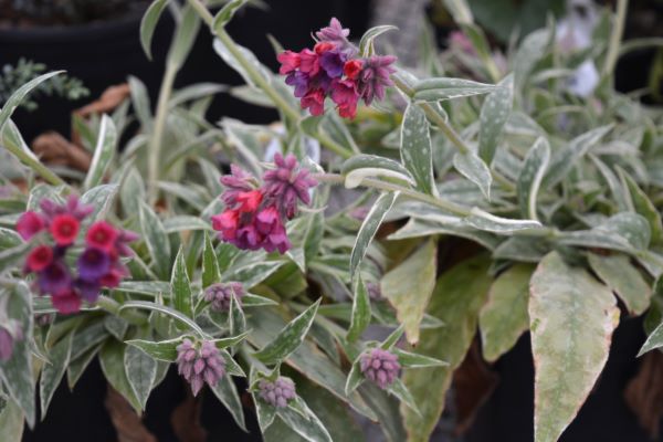 Raspberry Frost Lungwort