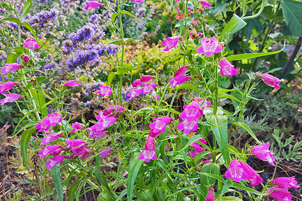 Red Rocks Penstemon Red Rocks Penstemon | Cloud Mountain Farm Center & Nursery