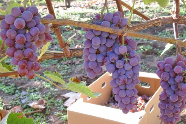 Reliance Table Grapevine