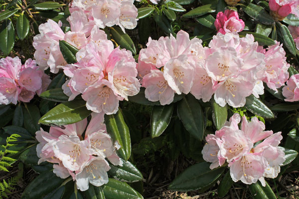 Rhododendron Golfer