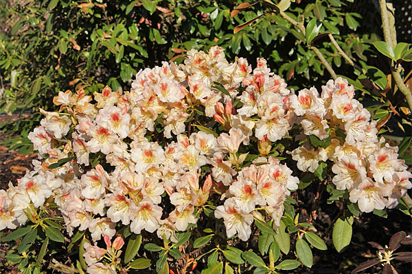 Rhododendron Marylou