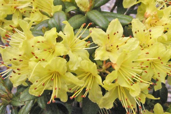 Rhododendron Princess Anne