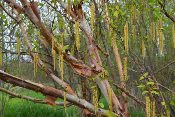 River Birch