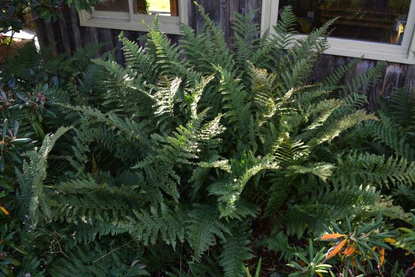 Robust Male Fern